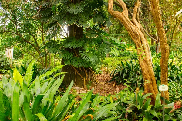 Iconic Split Leaves Monstera Deliciosa Popular Tropical Plant Thrive Captivate — Stock Photo, Image