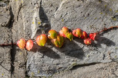  Sonbahar renginde sürünen bitkilerle dolu antik taş bir duvar. Kapat..