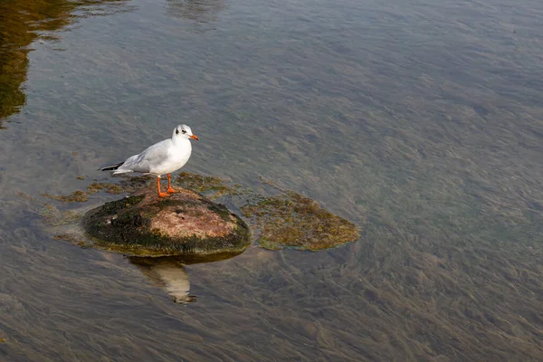 White Seagull Sitting Stone Middle Pond Close — Stock Photo, Image