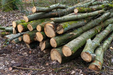 Yerde yosunlarla kaplı ağaç gövdeleri ve dalları.