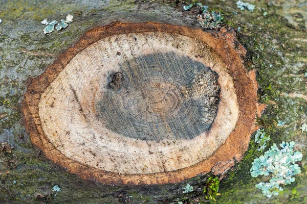 Срез Распиленного Дерева Покрытого Зеленым Мхом Закрыть — стоковое фото