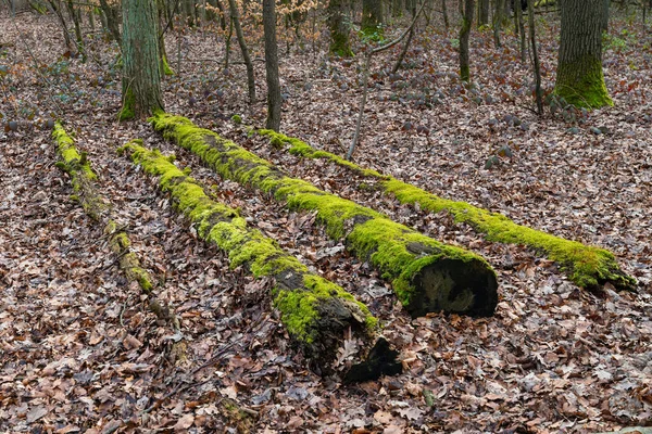 Troncos Árboles Aserrados Cubiertos Musgo Verde Yaciendo Follaje Otoñal Bosque — Foto de Stock