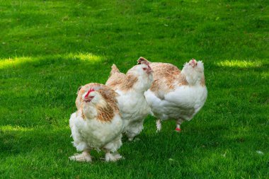 Yeşil çimlerde üç güzel Alman somon yavrusu. Kapat..