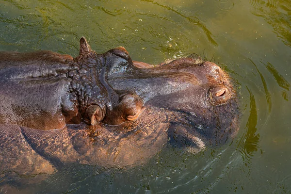 在水里游泳的河马头的头像 靠近点 — 图库照片