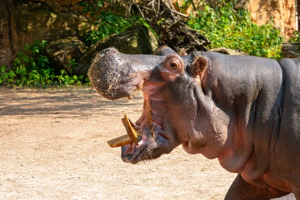 Голова Гіпопотама Відкритим Ротом Величезними Жовтими Іклами Крупним Планом — стокове фото