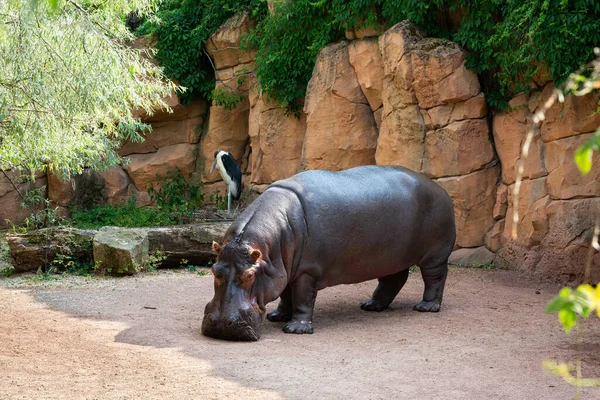 Grande Hipopótamo Com Cabeça Para Baixo Está Contra Pano Fundo — Fotografia de Stock