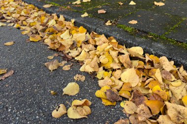 Sarı sonbahar yaprakları kaldırım kenarında uzanıyordu. Kapat..