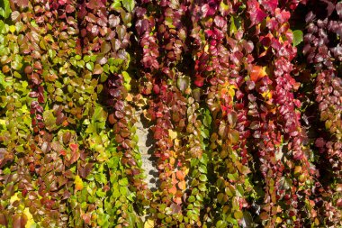 Taş bir duvarda sürünen bir bitkinin parlak sonbahar yaprakları. Kapat..