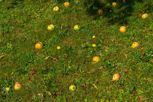 stock image Scattered fallen apples rest on a bed of green grass, illuminated by the midday sun. A few yellow dandelions bloom amidst the leaves.