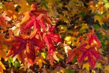 Parlak kırmızı ve turuncu yapraklar sarı yaprakların arkaplanından ortaya çıkarak, sakin bir açık havada sonbaharın güzelliğini vurgular..