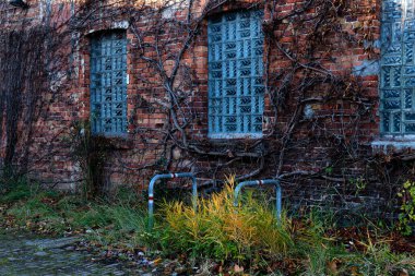 Aşırı gelişmiş sarmaşık eski bir tuğla duvara yapışır unutulmuş bir bölgedeki yıpranmış camları çerçeveler. Çimenler ve bitkiler önceki hayatın kalıntıları arasında büyür..