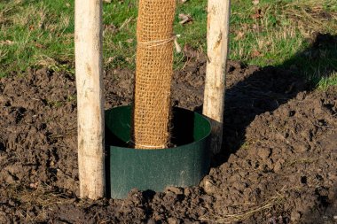 Genç bir ağaç, destekleyici kazıklar ve koruyucu bir ambalajla çevrili yeni kazılmış toprakta güvence altına alınıyor. Güneşli bir gün ve bölgede ilkbahar erken gelişim belirtileri var..