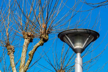 İnce dallı çıplak ağaçlar şehir parkında modern bir sokak lambasının yanında duruyor. Canlı mavi gökyüzü, doğa ve tasarımın zıt unsurlarını sergileyerek kış atmosferini güçlendirir..