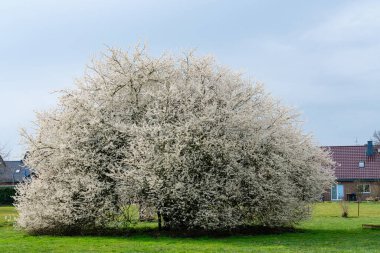 Beyaz çiçeklerle kaplı büyük bir kiraz ağacı yemyeşil bir alanda duruyor. Ortam sakin, bulutlu bir gökyüzü ve arka planda banliyö ortamını işaret eden evler var..