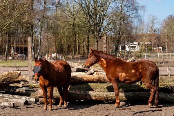 İki at, çitli bir alanda kütüklerin yanında duruyor. Bir at, açık bir günde ağaçlarla ve uzak bir çiftlik eviyle çevrili bir şekilde gözbağı takıyor..