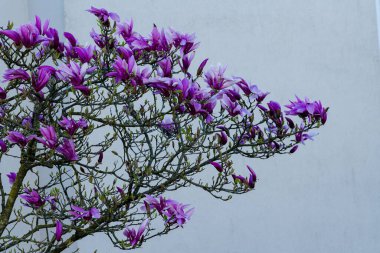 Canlı mor manolya çiçekleri yumuşak, nötr bir arkaplana karşı ince bir dalda çiçek açarlar. Sahne baharın güzelliğini ve çiçeklerin narin doğasını yakalar..
