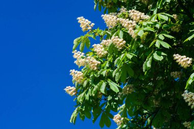 Bir at kestanesi ağacı, bulutsuz mavi gökyüzünün altında, canlı yeşil yaprakların arasında sergilenen kremsi beyaz çiçek kümelerini sergiler, huzurlu bir doğal ortamda güzel bir bahar gününü sergiler..