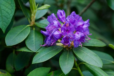 Mor rhododendron çiçekleri, parlak yeşil yaprakların arasında, doğanın güzelliğini gözler önüne seriyor. Bu canlı görüntü bereketli bir bahçede baharın özünü yakalar..