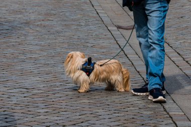 Uzun kürklü, tüylü küçük bir Yorkshire Teriyeri kaldırım taşlı bir sokakta merakla etrafa bakıyor. Sahibi yanında yürüyor, rahat bir şekilde kot ve ayakkabı giyiyor..