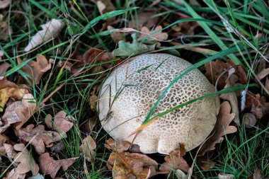 Büyük, yuvarlak bir mantar, yemyeşil bir ormanda düşen yapraklar ve çim yaprakları arasında dinlenir. Şapkasının eşsiz dokusu görülebilir, doğal ortama karışıyor..