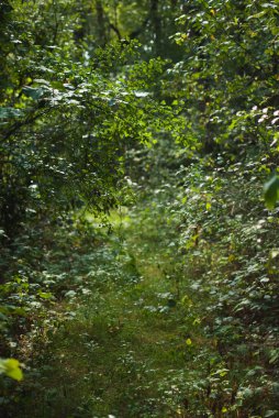Yumuşak güneş ışığıyla aydınlatılan, yoğun, canlı yeşil bitki örtüsüyle çevrili dar bir orman yolunun manzarası. Fotoğraf, huzurlu bir ormanlık ortamın özünü yakalıyor. Huzur ve doğa ile olan bağlantıyı çağrıştırıyor. Mükemmel. 