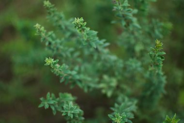 Kimliği belirsiz yeşil bir bitkinin karmaşık detaylarını gösteren yakın plan bir fotoğraf. Görüntü bitkinin küçük, yoğun yapraklarını sergiliyor, zengin bir doku ve doğal desen yaratıyor. Yumuşak, odak dışı arka plan bitkinin 