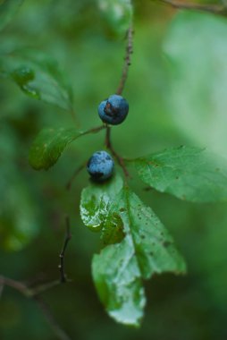 A close-up photograph showcasing ripe sloe berries (the fruit of the blackthorn, Prunus spinosa) growing on a branch with vibrant green leaves. The image captures the deep blue-purple color of the berries and the fresh green of the foliage. The detai clipart