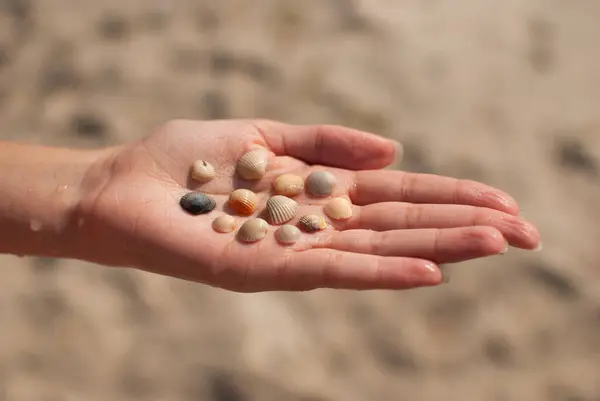 Bulanık kumlu bir plaj arka planına karşı küçük deniz kabukları koleksiyonu tutan bir elin yakın plan fotoğrafı. Görüntü, kabukların narin güzelliğini ve çeşitliliğini yakalar, farklı şekillerini, boyutlarını ve renklerini gösterir.. 