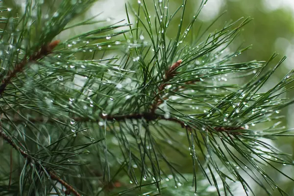 Bu makro görüntüde kristal yağmur damlalarıyla süslenmiş taze çam iğneleri var. Fotoğraf doğanın güzelliğini yakalar, her damlacık ışığı yakalar ve parıldayan bir etki yaratır. Yumuşak yeşil renkler doğal atmosferi vurgular. 