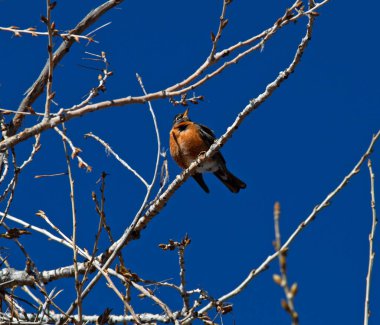 İnce bir dala tünemiş kırmızı göğüslü bir bülbül. 