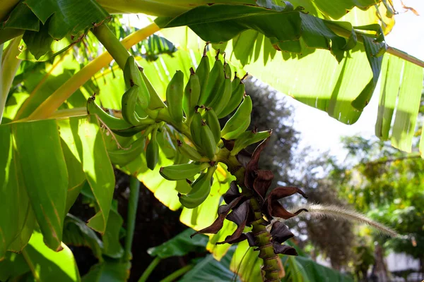 Les Bananiers Portent Des Fruits Gros Plan Bouquet Mini Bananes — Photo
