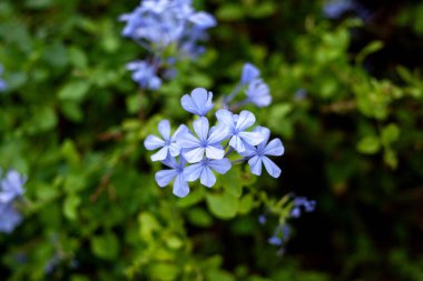 Plumbago auriculata. Lider pelerin. Bahçede pelerinli otlar. Mavi musluk suyu ve bulanık arka plan. Plumbago Auriculata parkta. Seçici odak