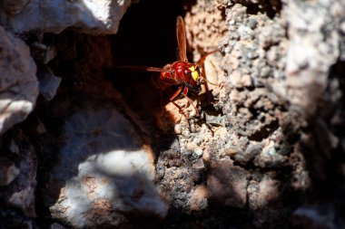 Yuvalarını inşa eden bir Avrupa eşekarısının önden yakın çekimi. Vespa Crabro yakın çekim. Seçici odaklı makro fotoğraf. Eşek arısı yuvasını derinleştirir