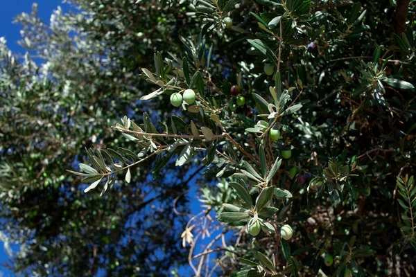 Green Olives on a branch. Olives growing on a tree. Olive tree with ripe fruits. Olive tree branch. Selective focus.