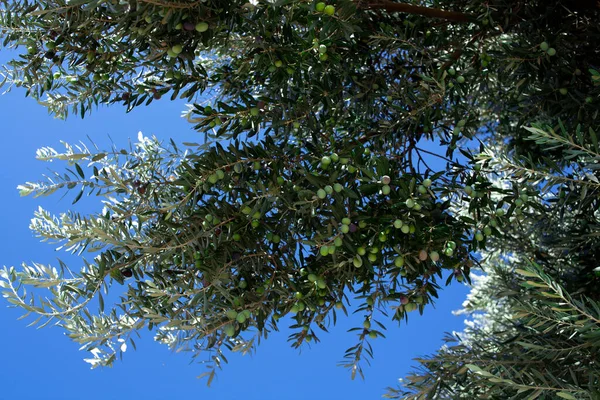 Зеленые Маслины Ветке Оливки Растут Дереве Оливковое Дерево Спелыми Плодами — стоковое фото