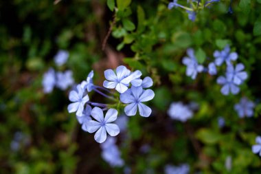 Plumbago auriculata. Lider pelerin. Bahçede pelerinli otlar. Mavi musluk suyu ve bulanık arka plan. Plumbago Auriculata parkta. Seçici odak