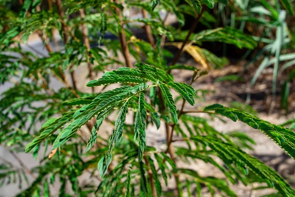 アルビジアジュブリシシンの葉が閉じています 緑色の葉を持つアルビジアジュブリシシンアカシアの枝 絹のアカシア茎 — ストック写真