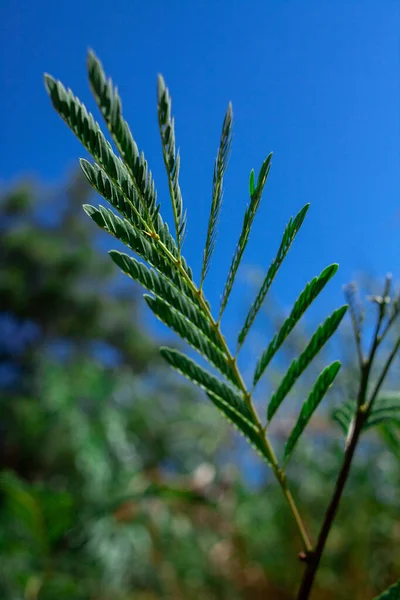 Foliage Van Albizia Julibrissin Tegen Blauwe Lucht Van Dichtbij Albizia — Stockfoto