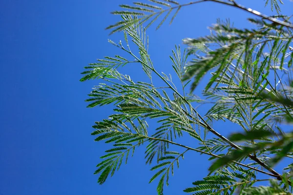 Laub Von Albizia Julibrissin Vor Blauem Himmel Aus Nächster Nähe — Stockfoto