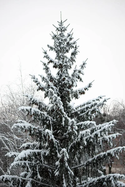 Mit Schnee Bedeckte Fichte Schneewittchen Selektiver Fokus — Stockfoto