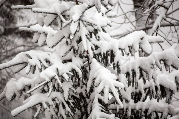 Еловые Ветви Снегу Крупным Планом Зимний Лесной Фон Ветки Ели — стоковое фото