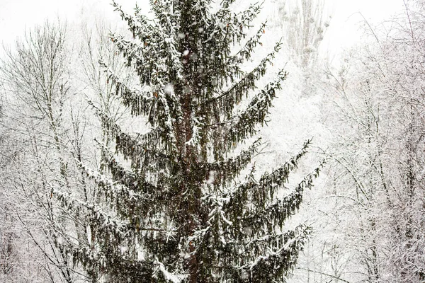 Πέφτει Χιόνι Στο Χειμερινό Δάσος Χιονίζει Έλατο Καλυμμένο Χιόνι Χιονισμένο — Φωτογραφία Αρχείου