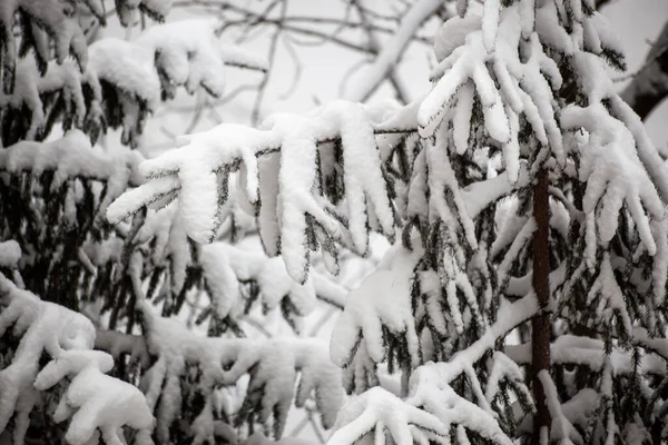Fichtenzweige Schnee Nahaufnahme Winterwald Hintergrund Fichtenzweige Vom Schnee Bedeckt — Stockfoto