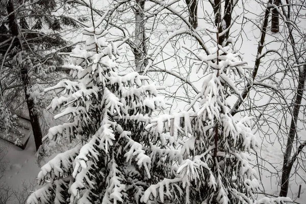 Έλατο Κλαδιά Στο Χιόνι Closeup Χειμώνα Δάσος Φόντο Κλαδάκια Ελάτης — Φωτογραφία Αρχείου