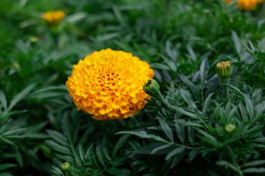 Kadife çiçekleri, Tagetes ereksiyon çiçekleri bahçede