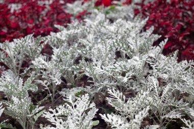 Senecio sineması. Yaz bahçesinde gümüş tozu yaprakları.