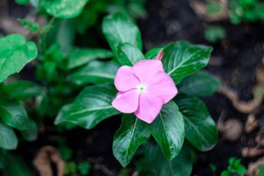 Kataranthus gülü veya madagaskar menekşeli mor çiçekler.