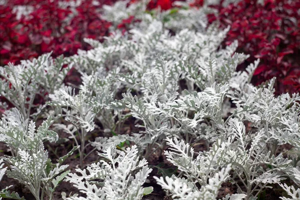 Senecio Sineması Yaz Bahçesinde Gümüş Tozu Yaprakları — Stok fotoğraf