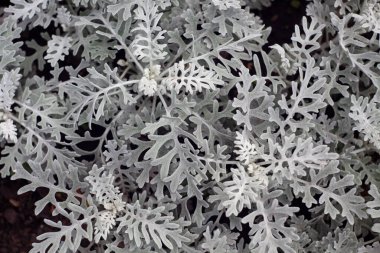 Senecio sineması. Gümüş tozu bahçede arkaplan bırakır