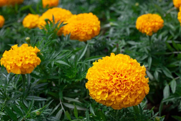 stock image Marigolds, Tagetes erecta flowers in the garden